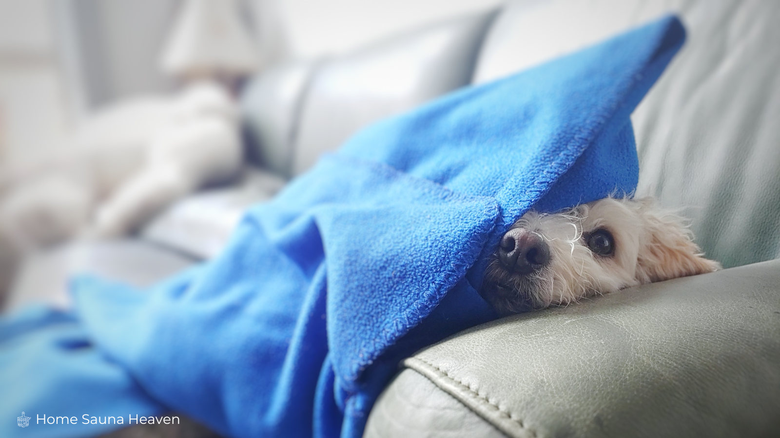 dog hiding under a cushion