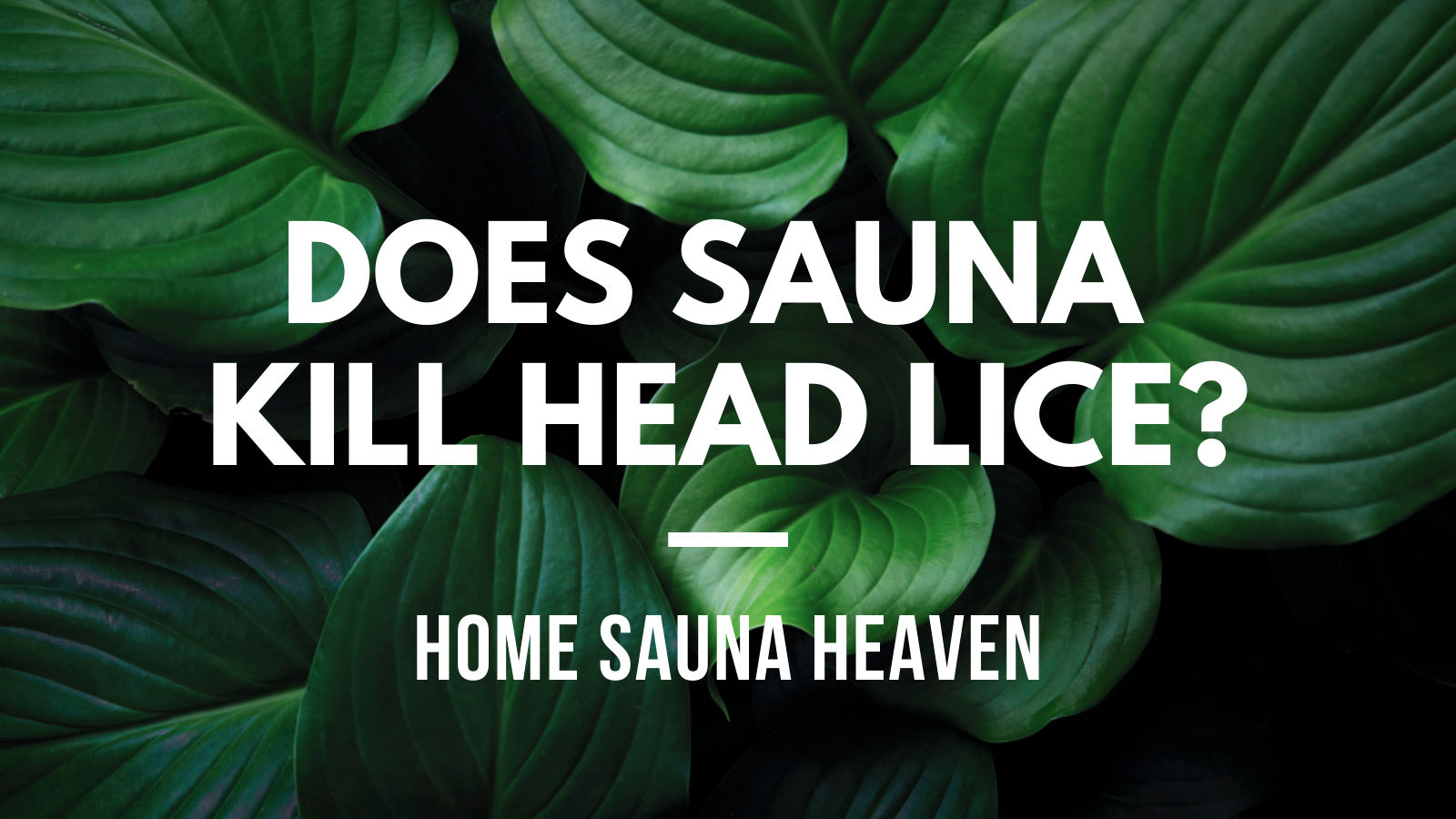 does sauna kill head lice