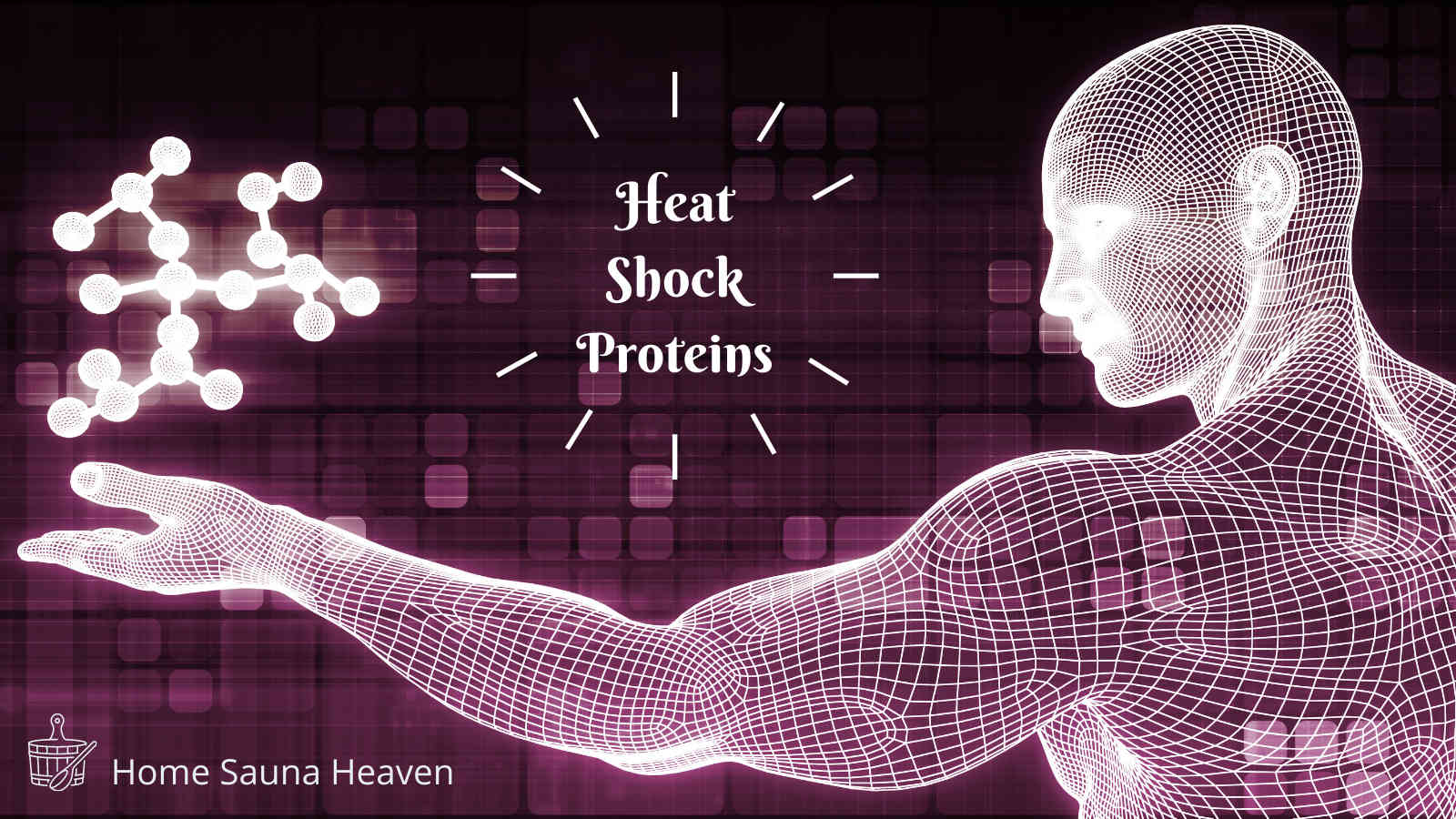 what is a heat shock protein